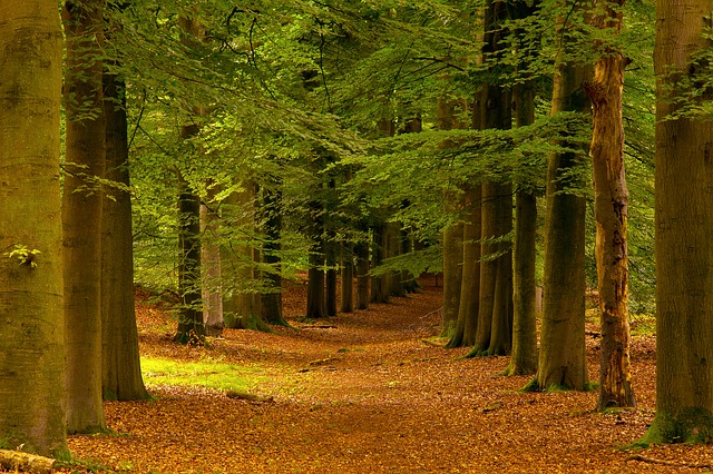 Image by Clemens Lettinck from Pixabay