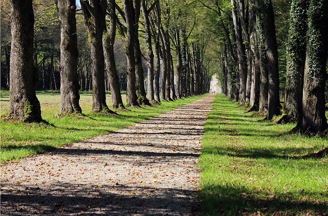 Image by Manfred Antranias Zimmer from Pixabay