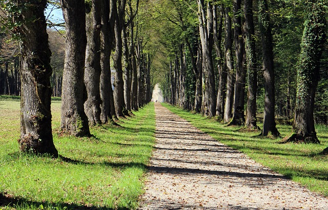 Image by Manfred Antranias Zimmer from Pixabay