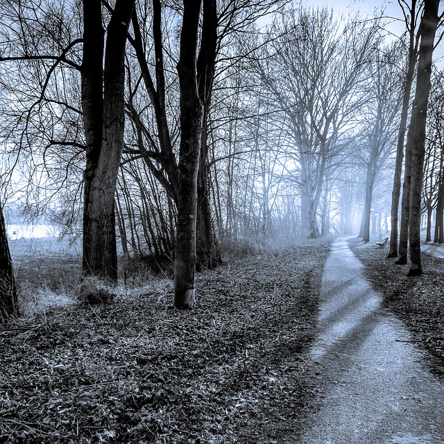 Image by Peter Janssen from Pixabay