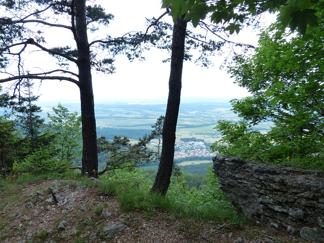 Image by Hans Braxmeier from Pixabay