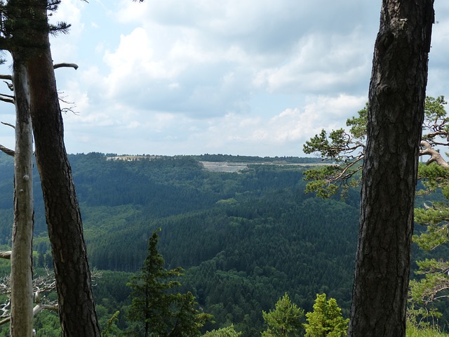 Image by Hans Braxmeier from Pixabay