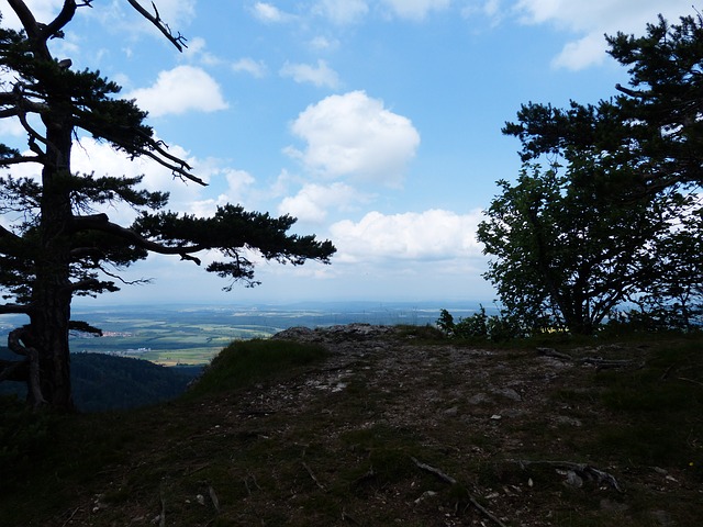 Image by Hans Braxmeier from Pixabay