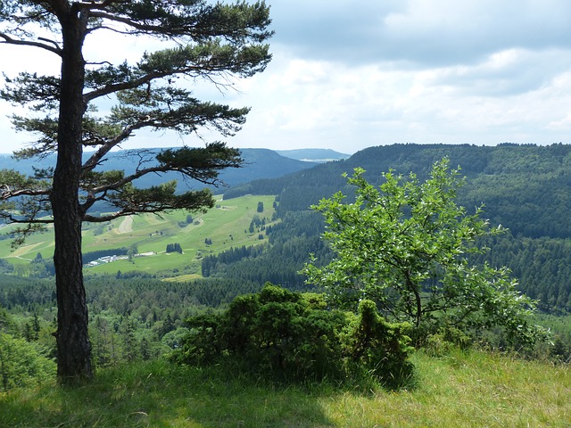 Image by Hans Braxmeier from Pixabay