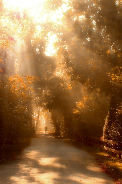 Image by Lolame from Pixabay