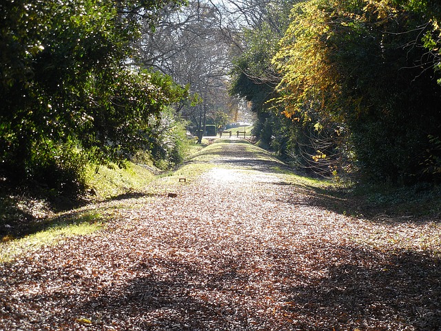 Image by Rebecca Matthews from Pixabay