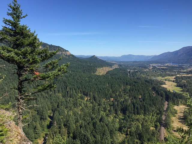 Image by Laurie_Loves_The_Forest from Pixabay