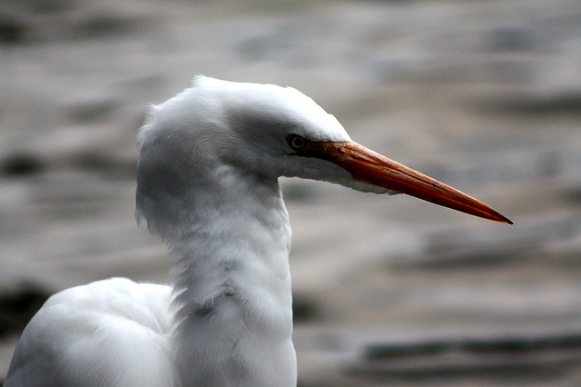 Image by pacahuala from Pixabay