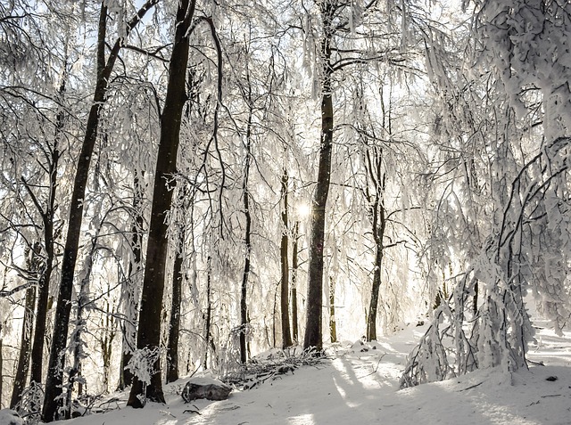 Image by sallycadore from Pixabay