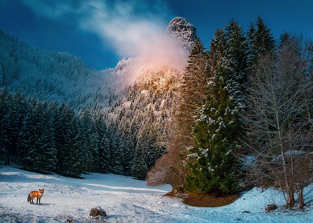 Image by Reinhold Silbermann from Pixabay