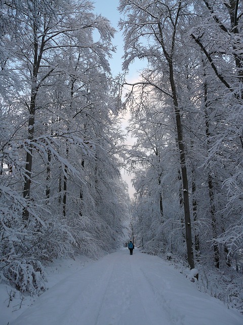 Image by Hans Braxmeier from Pixabay