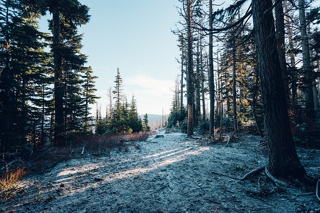 Image by JayMantri from Pixabay