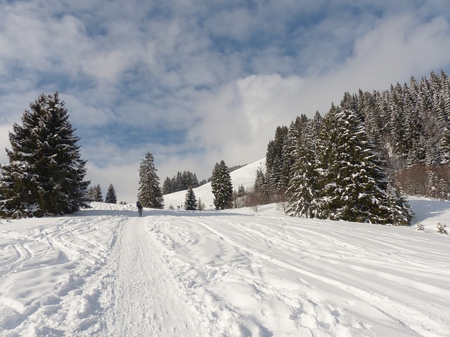Image by Hans Braxmeier from Pixabay