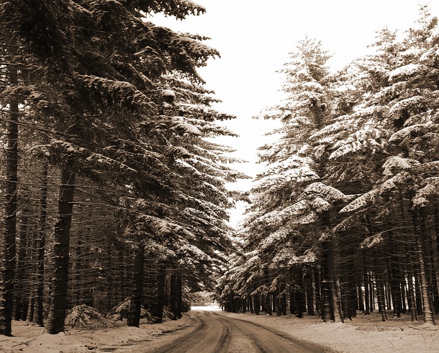 Image by moni quayle from Pixabay