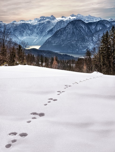 Image by Simon Matzinger from Pixabay