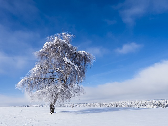 Image by adege from Pixabay