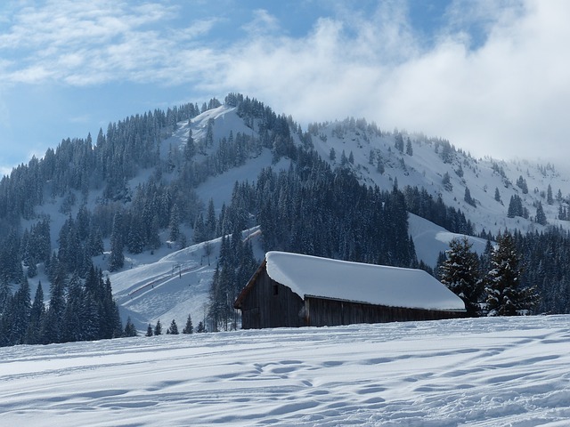 Image by Hans Braxmeier from Pixabay