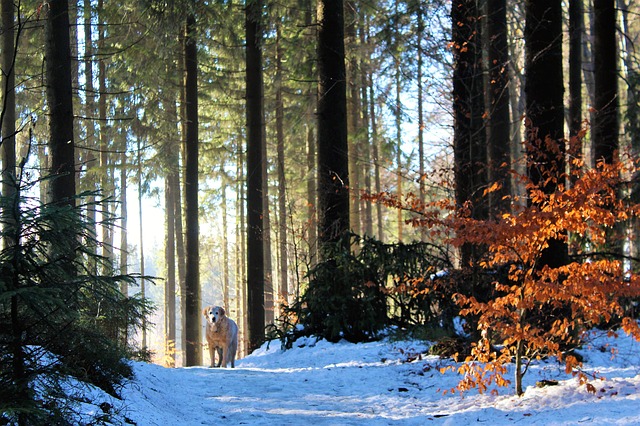 Image by Monika Robak from Pixabay