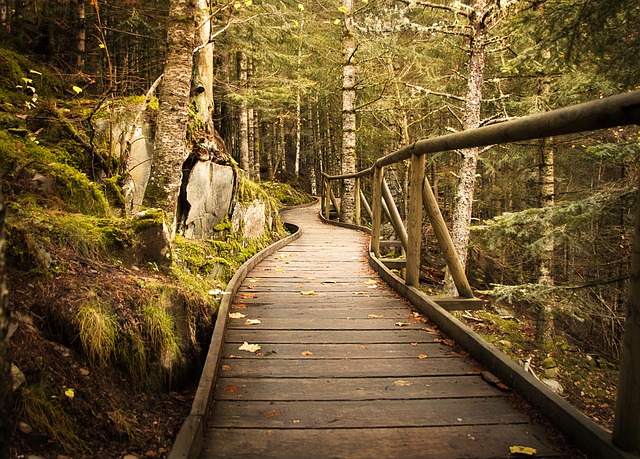 Image by albertmt10 from Pixabay
