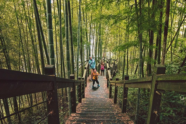 Image by chunli chen from Pixabay