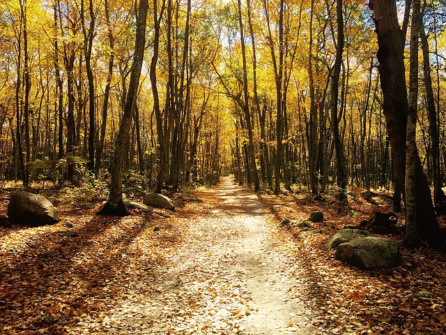 Image by Joshua Byrne from Pixabay