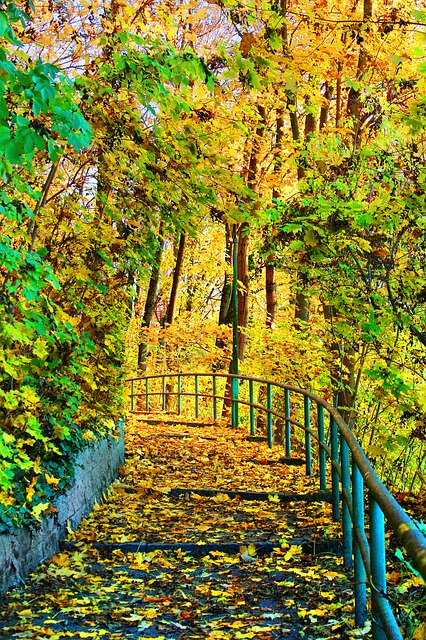 Image by Jeanne Adiana from Pixabay