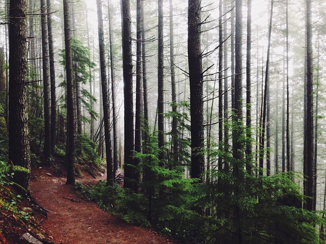 Image by StockSnap from Pixabay