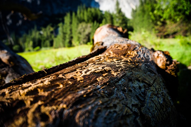 Image by Andre Cook from Pixabay